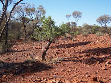 The UMA Oil Files: Why Sandalwood Is a Sacred Ingredient for Beauty and Wellness