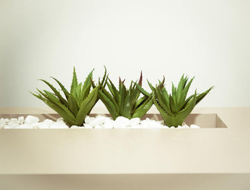 Anti Aging Essentials: Aloe Vera Doesn’t Just Heal Wounds—It Also Combats Wrinkles, Age Spots, Dryness, and More