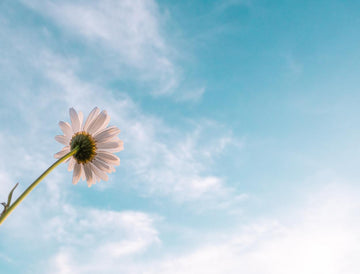 Anti-Aging Essentials: How Chamomile Oil Soothes and Hydrates Aging Skin