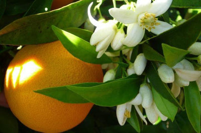 Why Neroli Is One of the Most Luxurious and Beneficial Oils for Skin