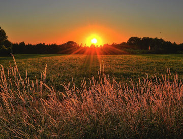 Protect Your Skin from the Sun with Ayurveda