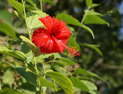 The Many Health, Wellness & Anti-Aging Benefits of Hibiscus