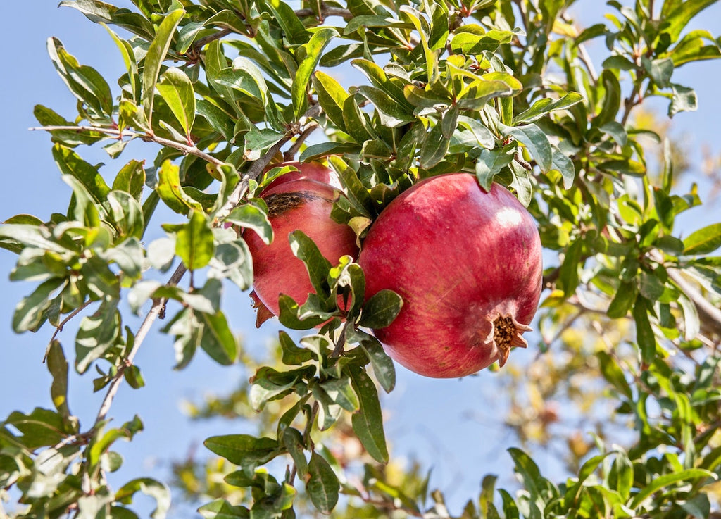 Pomegranate: The Antioxidant Jewel for Better, Brighter, Healthier Skin