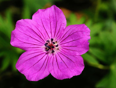 Anti-Aging Essentials: Why Geranium Oil Is a Soothing and Toning Salve