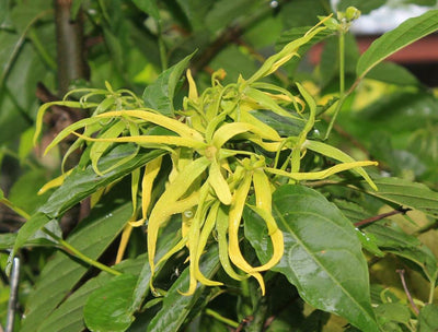 Anti-Aging Essentials: How Ylang Ylang Combats Acne, Aging Skin & More